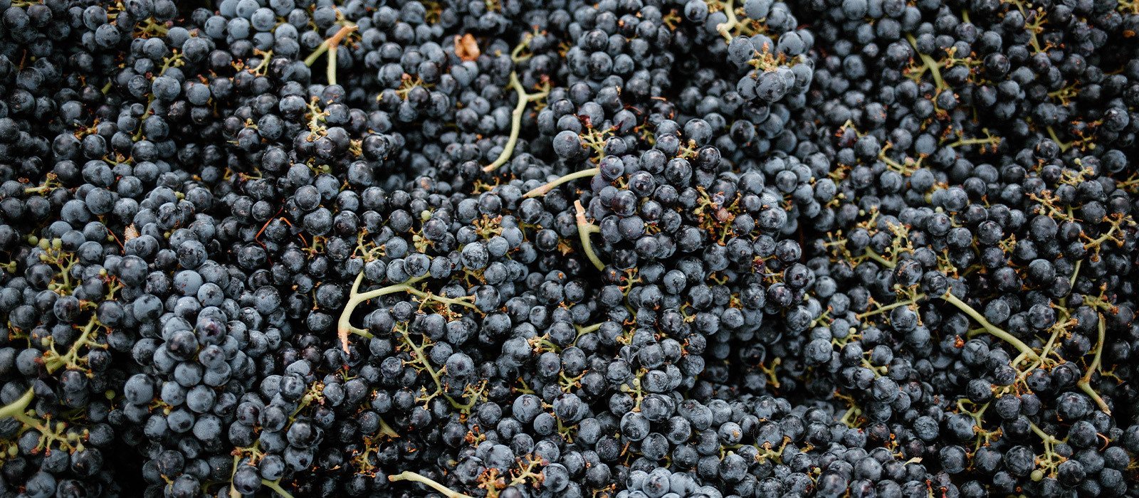 Winemaking in Southern Indiana