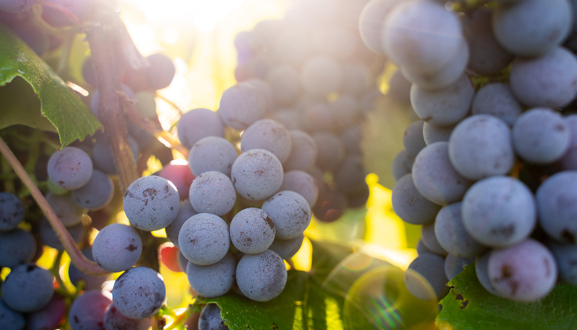 Grapes on the vine at Oliver Winery's Creekbend Vineyard.