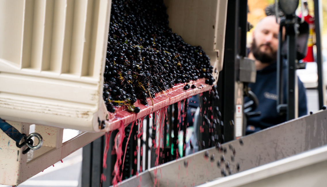 Dark red wine grapes and juice pour into the destemmer after harvest