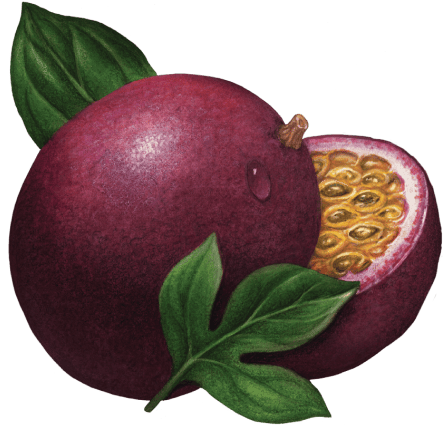 passion fruit illustration