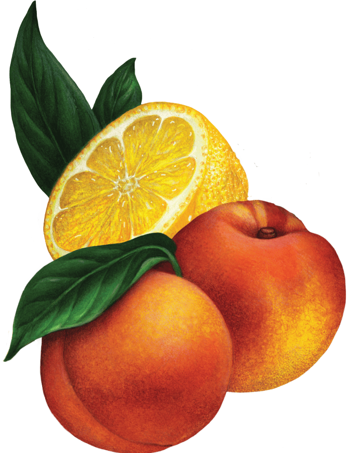 Peaches and lemon illustrations