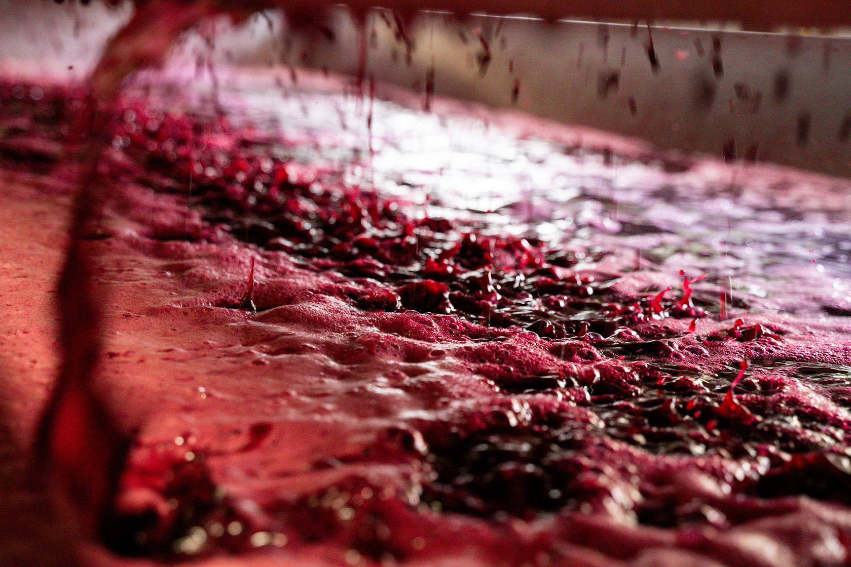 Grape juice being extracted during harvest.