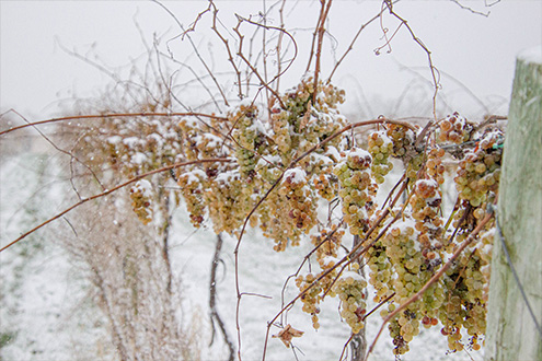 Snowy, late harvest grapes on the vine at Creekbend Vineyard