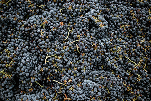 Merlot grapes ready to crush at harvest for our Casse-Tête wine.